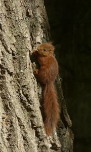 Preview wallpaper squirrel, animal, tree, cute, wildlife