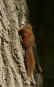 Preview wallpaper squirrel, animal, tree, cute, wildlife