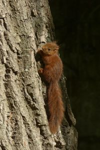 Preview wallpaper squirrel, animal, tree, cute, wildlife