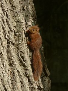 Preview wallpaper squirrel, animal, tree, cute, wildlife