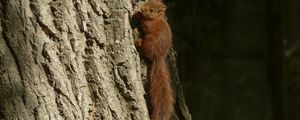 Preview wallpaper squirrel, animal, tree, cute, wildlife