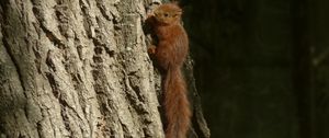 Preview wallpaper squirrel, animal, tree, cute, wildlife