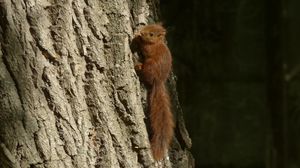 Preview wallpaper squirrel, animal, tree, cute, wildlife