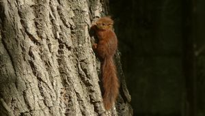 Preview wallpaper squirrel, animal, tree, cute, wildlife