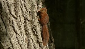 Preview wallpaper squirrel, animal, tree, cute, wildlife