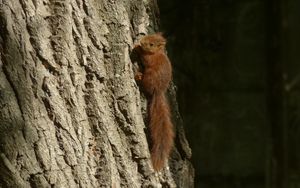 Preview wallpaper squirrel, animal, tree, cute, wildlife