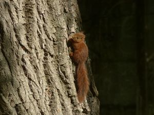 Preview wallpaper squirrel, animal, tree, cute, wildlife