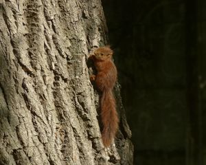 Preview wallpaper squirrel, animal, tree, cute, wildlife