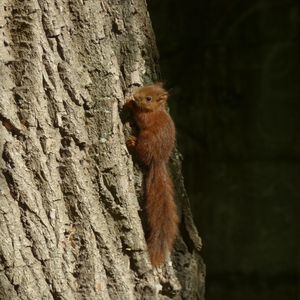 Preview wallpaper squirrel, animal, tree, cute, wildlife