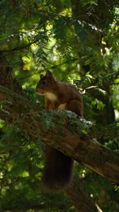 Preview wallpaper squirrel, animal, tree, wildlife