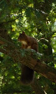 Preview wallpaper squirrel, animal, tree, wildlife