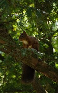 Preview wallpaper squirrel, animal, tree, wildlife