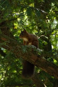 Preview wallpaper squirrel, animal, tree, wildlife