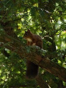Preview wallpaper squirrel, animal, tree, wildlife