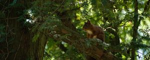 Preview wallpaper squirrel, animal, tree, wildlife