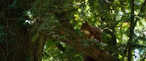 Preview wallpaper squirrel, animal, tree, wildlife