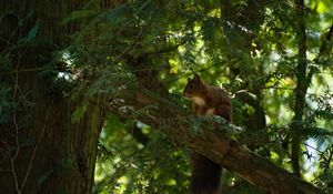 Preview wallpaper squirrel, animal, tree, wildlife