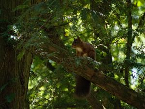 Preview wallpaper squirrel, animal, tree, wildlife