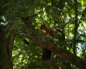 Preview wallpaper squirrel, animal, tree, wildlife