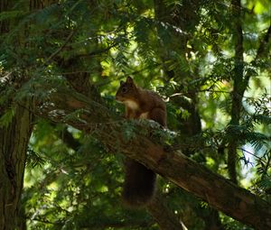 Preview wallpaper squirrel, animal, tree, wildlife