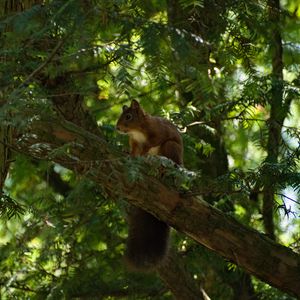 Preview wallpaper squirrel, animal, tree, wildlife