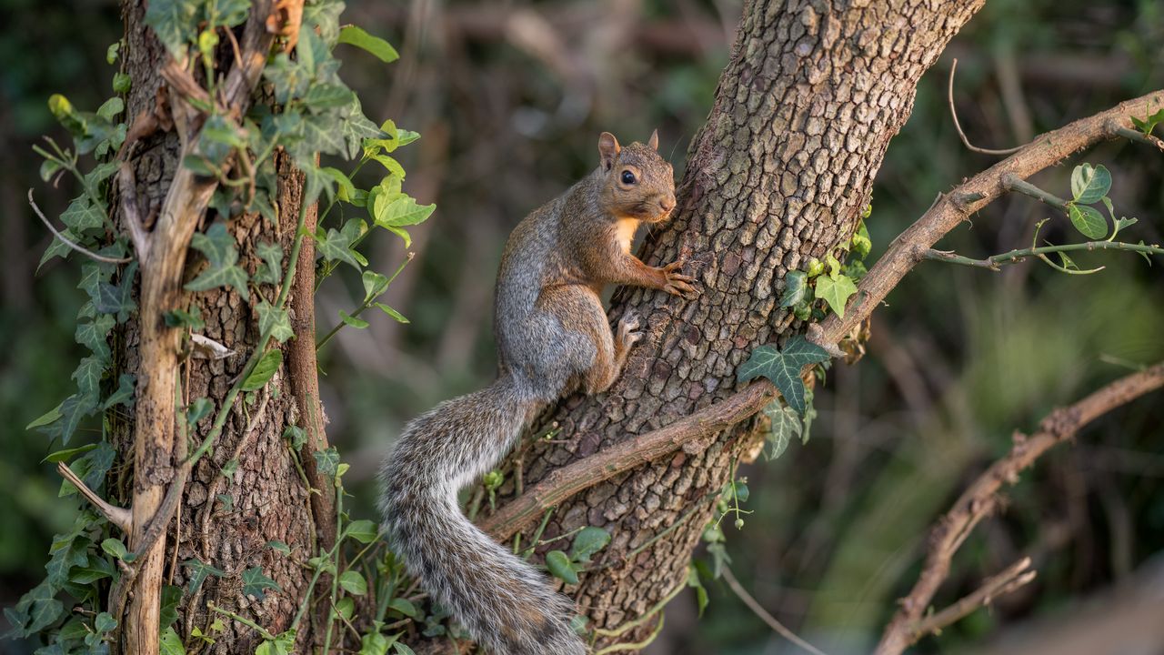 Wallpaper squirrel, animal, tree, wildlife, cute
