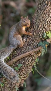 Preview wallpaper squirrel, animal, tree, wildlife, cute