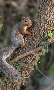 Preview wallpaper squirrel, animal, tree, wildlife, cute