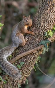 Preview wallpaper squirrel, animal, tree, wildlife, cute