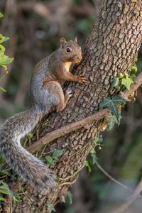 Preview wallpaper squirrel, animal, tree, wildlife, cute