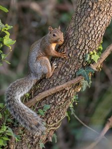 Preview wallpaper squirrel, animal, tree, wildlife, cute