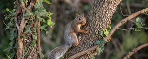 Preview wallpaper squirrel, animal, tree, wildlife, cute