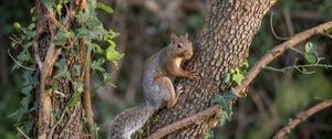 Preview wallpaper squirrel, animal, tree, wildlife, cute