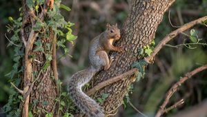 Preview wallpaper squirrel, animal, tree, wildlife, cute