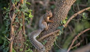 Preview wallpaper squirrel, animal, tree, wildlife, cute