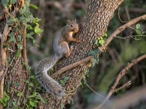 Preview wallpaper squirrel, animal, tree, wildlife, cute