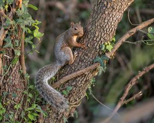 Preview wallpaper squirrel, animal, tree, wildlife, cute