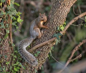 Preview wallpaper squirrel, animal, tree, wildlife, cute