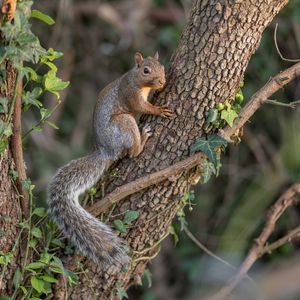 Preview wallpaper squirrel, animal, tree, wildlife, cute