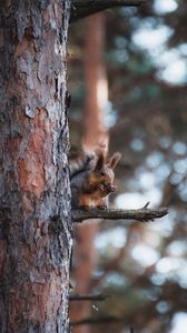 Preview wallpaper squirrel, animal, tree, branch, brown