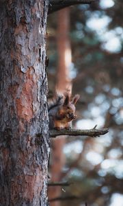 Preview wallpaper squirrel, animal, tree, branch, brown