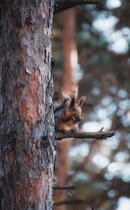 Preview wallpaper squirrel, animal, tree, branch, brown