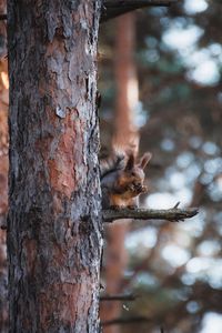 Preview wallpaper squirrel, animal, tree, branch, brown