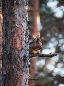 Preview wallpaper squirrel, animal, tree, branch, brown