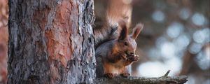 Preview wallpaper squirrel, animal, tree, branch, brown