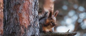 Preview wallpaper squirrel, animal, tree, branch, brown