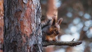 Preview wallpaper squirrel, animal, tree, branch, brown