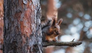 Preview wallpaper squirrel, animal, tree, branch, brown