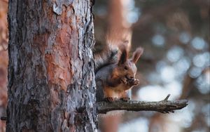 Preview wallpaper squirrel, animal, tree, branch, brown