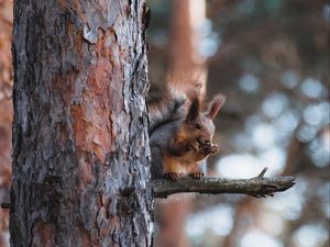Preview wallpaper squirrel, animal, tree, branch, brown